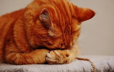 Ростовчанин за 15 миллионов рублей продает кошку, лечащую от похмелья - РИА  Новости, 20.08.2019