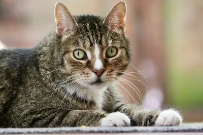 Кружка \"Кот, похмелье, животные\" 320 мл — купить в интернет-магазине по  низкой цене на Яндекс Маркете