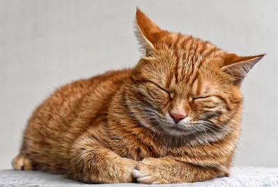 Кот Похмелье Кошачьи Глаза - Бесплатное фото на Pixabay - Pixabay