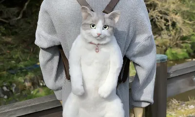 Кот с рюкзаком фото фотографии
