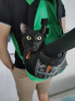 Кот с рюкзаком на спине - 75 фото