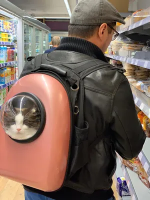 Рюкзак \"Толстый кот\" - новый любимый способ путешествовать с кошкой |  КотоВедение | Дзен