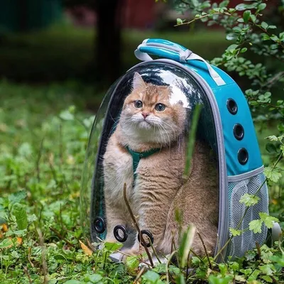 Кот в рюкзаке. (Ragdoll) | Пикабу