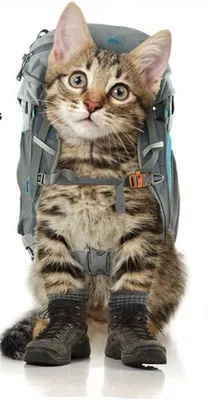 Портативный дорожный рюкзак для кошек, Воздухопроницаемый прозрачный рюкзак-переноска  в виде космической капсулы для домашних питомцев, для кошек и собак |  AliExpress