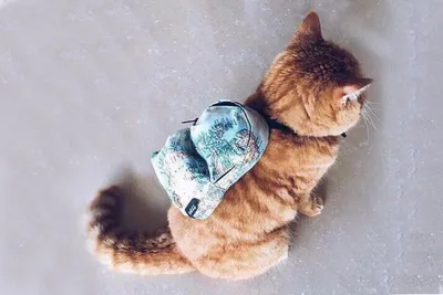 Кот с рюкзаком, шаверма в руках» — создано в Шедевруме