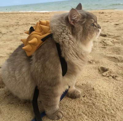 Кот с рюкзаком» — создано в Шедевруме