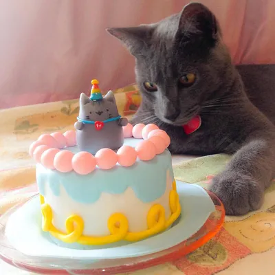 Кот с тортом фото 