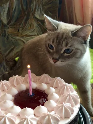 Кот ест торт в крышке День рождения и праздник концепции Стоковое  Изображение - изображение насчитывающей смешно, шлем: 132631683
