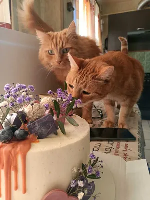 Купить Торт Подарочный Три кота в Москве с быстрой доставкой в день заказа