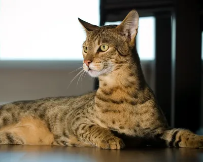 Африканская саванна кошка - 72 фото