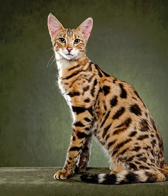 Саванна - фото и описание породы кошек (характер, уход и кормление)