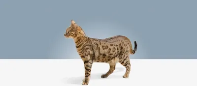 Саванна — порода больших и дружелюбных кошек | Pet7