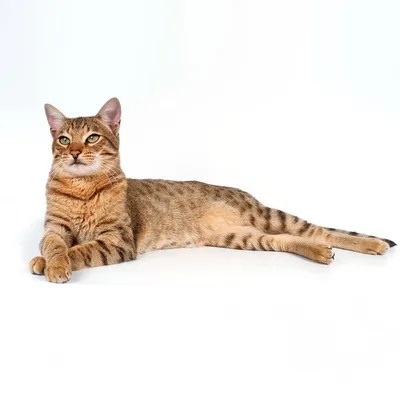Саванна порода кошек - 142 фото
