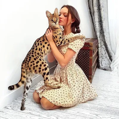 Кошка саванна с котятами+мягкий …» — создано в Шедевруме