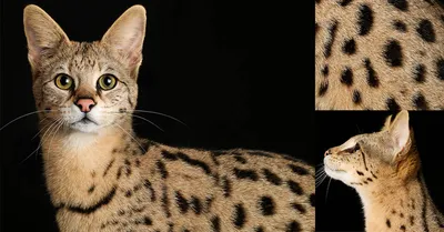 Порода кошек Саванна: фото, плюсы и минусы, описание характера, здоровья и  болезней, цены на котят | Pro-Animal.ru