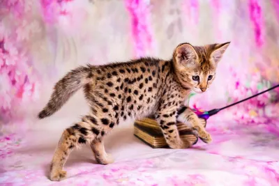 Котёнок Саванна Ф1, родился 10/05/2020. Котята Саванна Ф1, питомник Royal  Cats. Украина, Киев (ID#1215507031), цена: 263200 ₴, купить на Prom.ua
