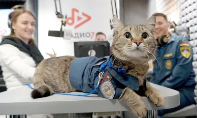 Талисман и сослуживец: кот Семен из пожарной части - РИА Новости, 24.01.2022