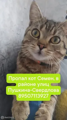 Пропал кот Семен на Авиамоторной ул. | Pet911.ru