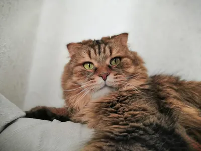 Толстый кот Семен стал аскетом, но костромичи все испортили — Новости  Костромы