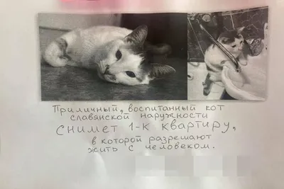 Пропал кот Семён, Черноморская 52 | Pet911.ru