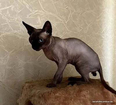 Кошка сфинкс - инопланетянин | Пикабу