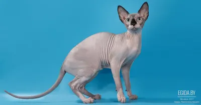 Лысый кот сфинкс: особенности и уникальность породы, правила ухода