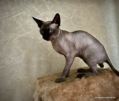 ✓ Канадский сфинкс – добродушная и ласковая кошка, не имеющая шерсти -  YouTube