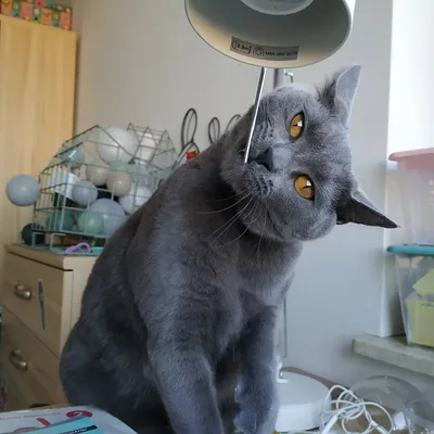 Шартрез (картезианская кошка) – описание породы от А до Я