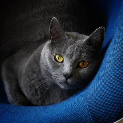 Шартрез кошка: описание, характер, фото, цена