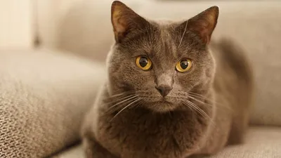 Шартрез (картезианская кошка): фото, характер, описание породы