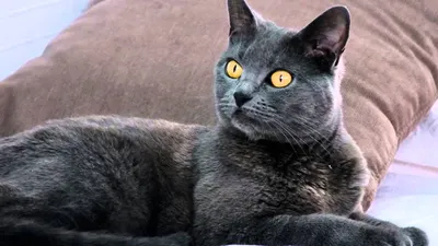 Найден домашний кот породы Шартрез, Спасский проезд | Pet911.ru