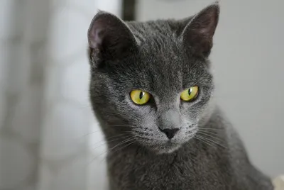 Картезианские кошки - фото и описание (характер, уход и кормление)