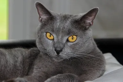 Картезианская кошка или шартрез: описание породы, внешность, характер,  цена, где купить - Mimer.ru