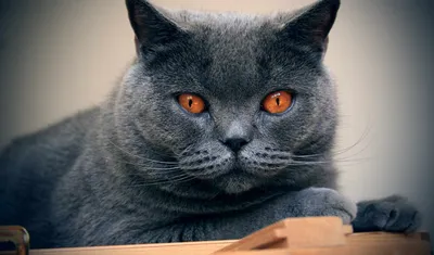 Порода кошек. Шартрез(Картезианская кошка).Происходит от сибирской кошки -  YouTube