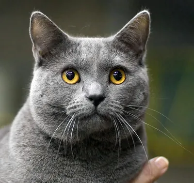 Картезианская кошка (шартрез): история, стандарты, характер, содержание |  ЗооПассаж | Дзен