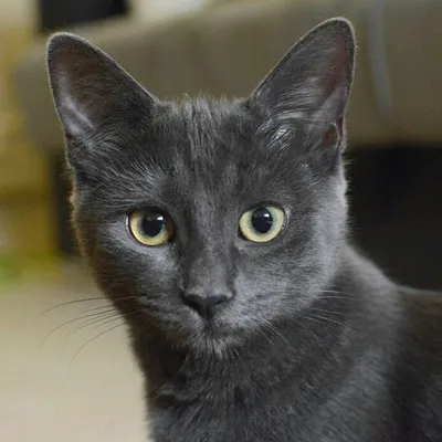 Порода кошек Шартрез (Картезианская кошка): фото, плюсы и минусы, описание  характера, здоровья и болезней, цены на котят | Pro-Animal.ru