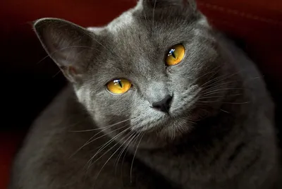 Шартрез - «Очень умная, добрая и ласковая кошка » | отзывы