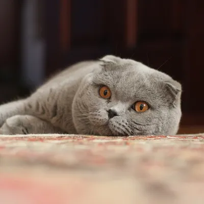 Очень толстый шотландский кот смотрит…» — создано в Шедевруме