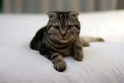Помогите!\": кошка по-человечески умоляет хозяйку не ехать к ветеринару –  видео