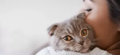 В Бельгии запретили разводить некоторые породы кошек: шотландские  вислоухие, бенгальские и саванны теперь вне закона | Пикабу