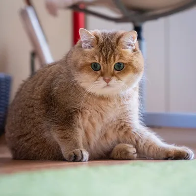 Кот британец наполовину шотландец — отдаю даром кота в Москве, м. Тёплый  Стан