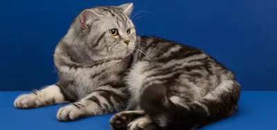 Шотландский прямоухий кот - описание породы