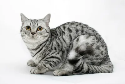 Шотландский полосатый кот - картинки и фото koshka.top