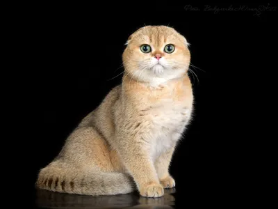Вязка шотландский прямоухий кот: 600 грн. - Вязка Днепр на Olx