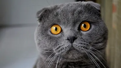 Шотландский кот, шотландские коты Московского питомника «Color Richness» 🐈