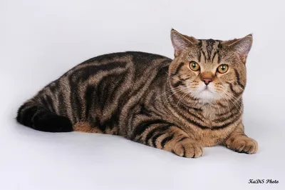 Шотландский прямоухий кот приглашает на вязку: 500 грн. - Вязка Днепр на Olx