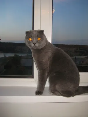 Файл:Шотландский вислоухий короткошёрстый кот.jpg — Википедия