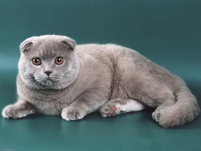 Шотландский прямоухий кот (скоттиш-страйт) | ACMODASI Россия