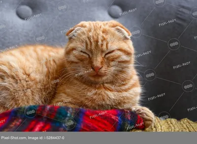 Фотогалерея \"Просто котята\" - \"Котенок шотландский прямоухий\" - Фото котят