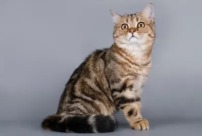 Шотландский прямоухий кот: 4 000 грн. - Кошки Одесса на Olx